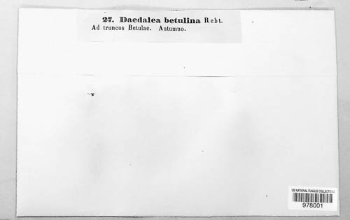 Lenzites betulinus image